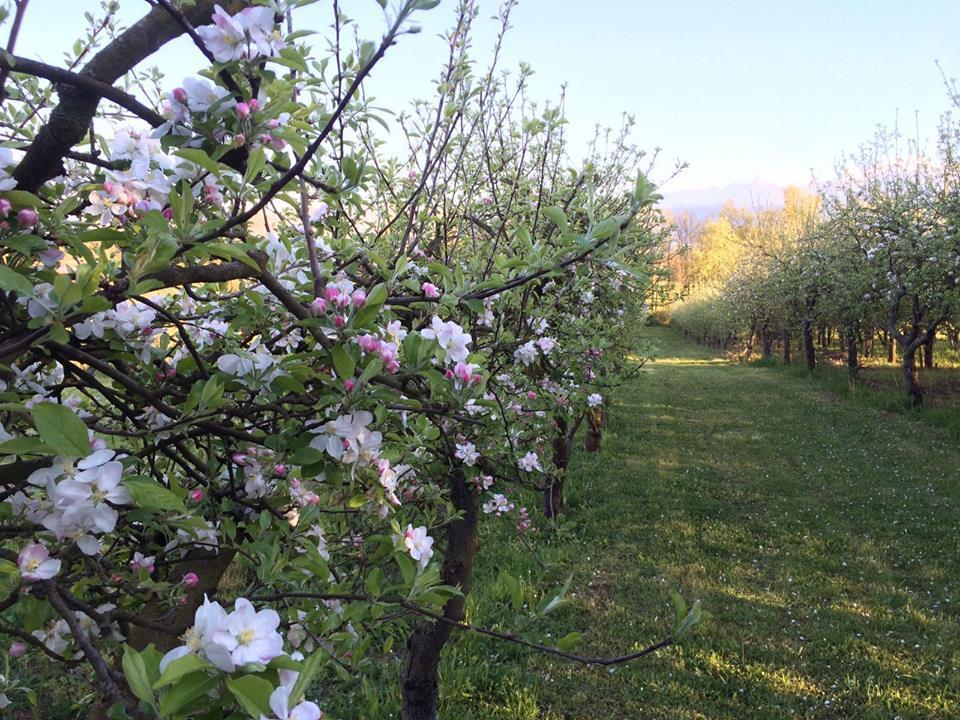 La Dolce Mela Villa Buonabitacolo Kültér fotó